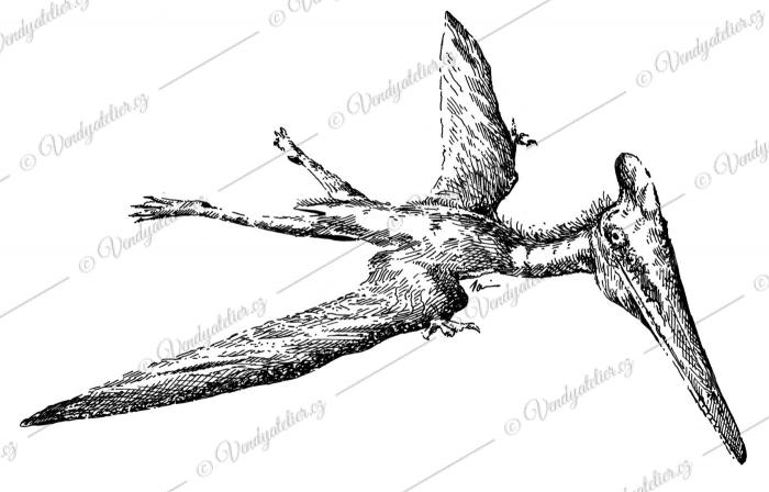 Pterodactylus