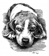 beagle Máňa
